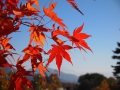 紅葉もまだ少しだけ残っていました。紅葉の向こうにはうっすらと富士山が。